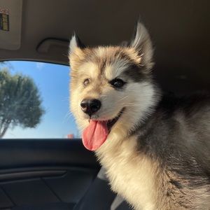 Meet your Posher, Carlos